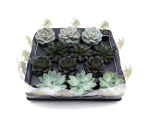 Mini Echeveria Mix