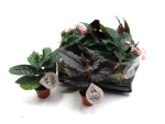 Mini Begonia maculata Mix