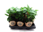 Coffea arabica