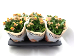 Kalanchoe T 13 orange-gelb gefüllt