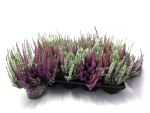 Calluna vulgaris  Trio