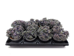 Sedum cauticola blue