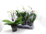 Phalaenopsis "Bo" 2 Rispen weiß-pink