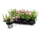 Erica verticillata