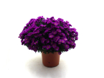Aster dumosus Kübel
