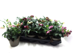 Helleborus orientalis "Halcyon Early"