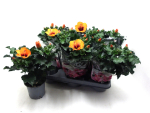 Hibiscus r.s. "Petite orange"