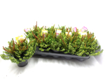 Calluna "Tornado"