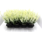 Calluna  vulgaris weiß