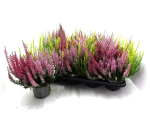 Calluna "Beauty Lady"  Trio