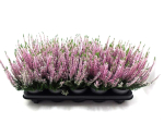 Calluna "Beauty Ladies" rosa