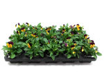 Viola cornuta