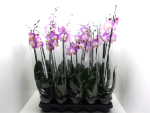 Phalaenopsis 2 Rispen pink-weiß