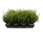 Calluna "Sunset" Zenzia
