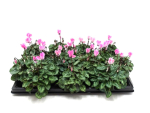 Mini Cyclamen rosa