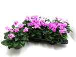 Cyclamen "Petit Moulin"
