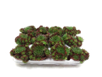 Sempervivum 'Paris'