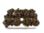 Sempervivum 'Riga'