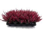 Calluna "Beauty Ladies" rot