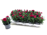 Dianthus bourdeaux