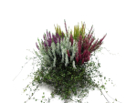 Calluna Mixschale mit Mühlenbeckia