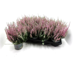 Calluna 'Beauty Ladies' rosa