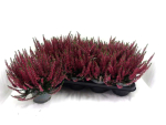 Calluna 'Beauty Ladies' rot