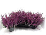 Calluna 'Beauty Ladies' lila