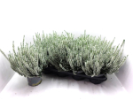 Calluna 'Beauty Ladies' weiß