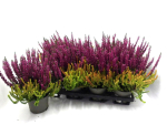 Calluna vulgaris  Twin