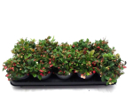 Gaultheria procumbens