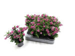 Mini Hebe pink
