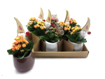 Mini Kalanchoe im Übertopf