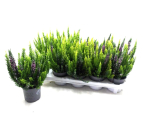 Calluna "Skyline" Trio