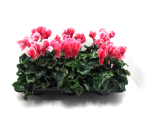 Cyclamen pers. rot-weiß gefranst