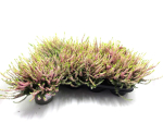 Calluna "Golden Angie"