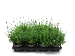 Lavandula ang.