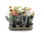 Phalaenopsis midi 2 Rispen gelb-orange-Mix