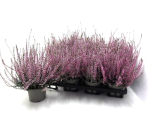 Calluna  vulgaris rosa