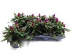Celosia "Deep Purple"