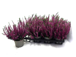 Calluna  vulgaris lila