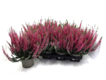 Calluna  vulgaris pink
