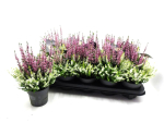 Calluna "Colour Crown" rosa
