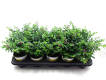 Cuphea hyssop. lila