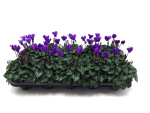 Cyclamen "Blue Dragon" midi