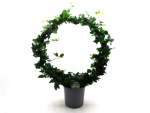 Hedera Bogen