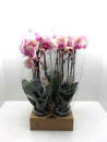 Phalaenopsis "Cascade" lachs-rosé