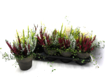 Calluna + Mühlenbeckia Tontopf
