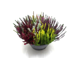 Calluna "Mosaica" Schale