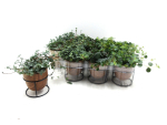 Mini Pilea in Holztopf